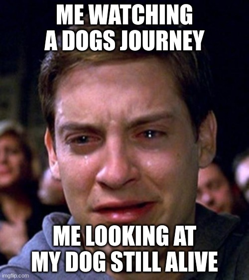 crying peter parker | ME WATCHING A DOGS JOURNEY; ME LOOKING AT MY DOG STILL ALIVE | image tagged in crying peter parker | made w/ Imgflip meme maker