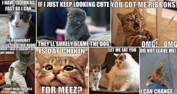 Cat | image tagged in funny memes | made w/ Imgflip meme maker