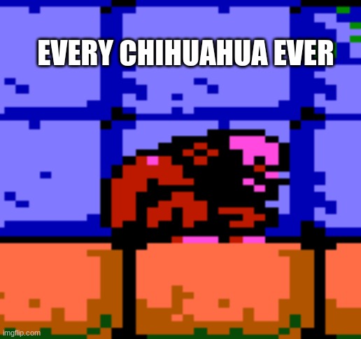 If you have played Castlevania, you would get it. | EVERY CHIHUAHUA EVER | image tagged in castlevania,memes,gaming | made w/ Imgflip meme maker