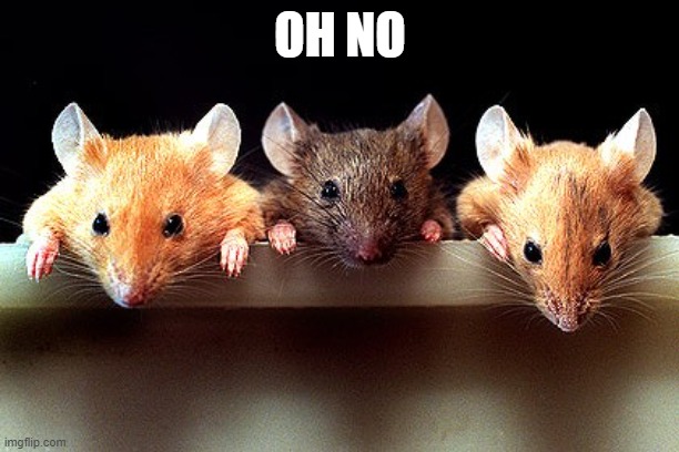 3 mice | OH NO | image tagged in 3 mice | made w/ Imgflip meme maker