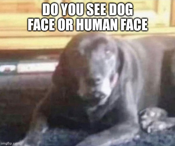 I'll post traced lines in comments. Might take a minute tho | DO YOU SEE DOG FACE OR HUMAN FACE | made w/ Imgflip meme maker