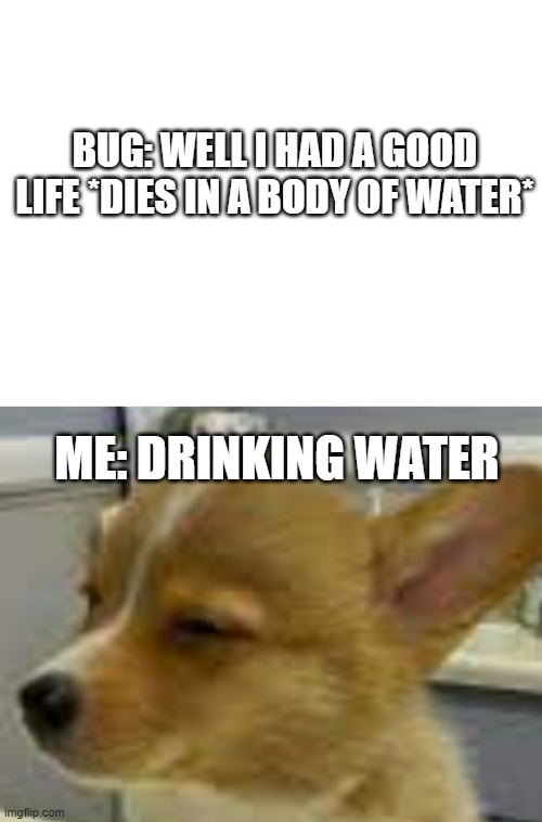 This only happened once to me. I just saw the bug fly into my drink, then just die. | BUG: WELL I HAD A GOOD LIFE *DIES IN A BODY OF WATER*; ME: DRINKING WATER | image tagged in memes,ewww,bugs,dog | made w/ Imgflip meme maker