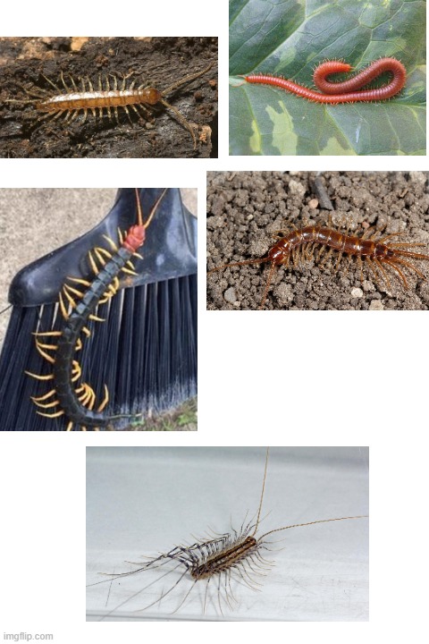 Every kind of centipede | image tagged in blank white template | made w/ Imgflip meme maker