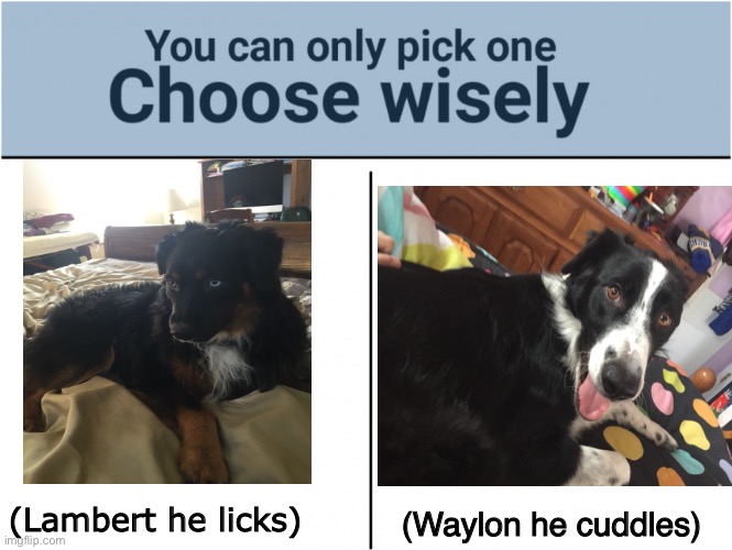 Choose one of my doggos | (Waylon he cuddles); (Lambert he licks) | image tagged in you can pick only one choose wisely,doggo | made w/ Imgflip meme maker