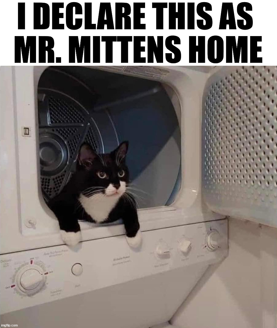 I DECLARE THIS AS 
MR. MITTENS HOME | image tagged in cats | made w/ Imgflip meme maker