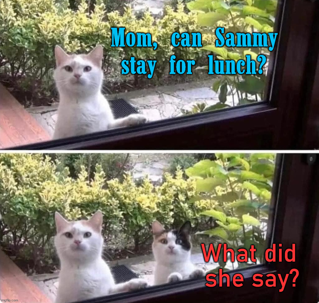 Mom, can Sammy stay for lunch? What did 
she say? | image tagged in cats | made w/ Imgflip meme maker