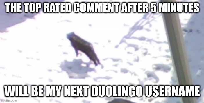 or profile picture | THE TOP RATED COMMENT AFTER 5 MINUTES; WILL BE MY NEXT DUOLINGO USERNAME | image tagged in levitating cat | made w/ Imgflip meme maker