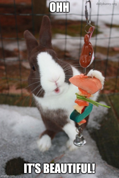 BUNNY GETS A NEW TOY | OHH; IT'S BEAUTIFUL! | image tagged in bunny,bunnies,rabbit | made w/ Imgflip meme maker