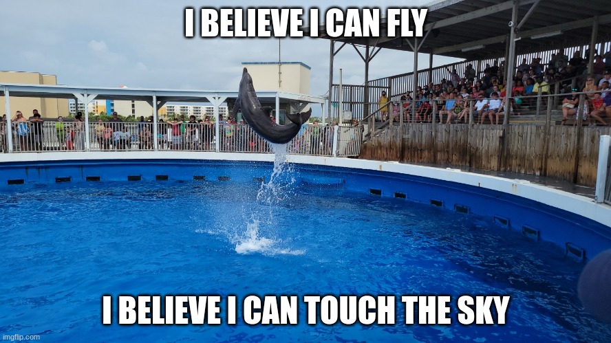 Dolphin | I BELIEVE I CAN FLY; I BELIEVE I CAN TOUCH THE SKY | image tagged in fly | made w/ Imgflip meme maker