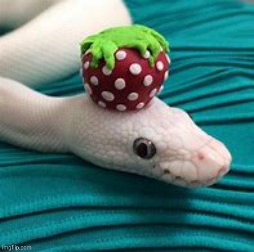 Snek | image tagged in snek with hat | made w/ Imgflip meme maker