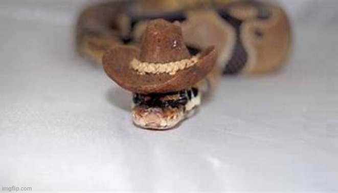 Snek | image tagged in cowboy snek | made w/ Imgflip meme maker