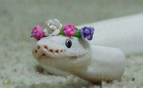 Snek Blank Meme Template