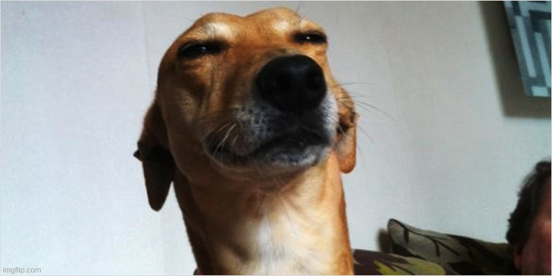 I want to kill myself lmfao | image tagged in dog that is high | made w/ Imgflip meme maker