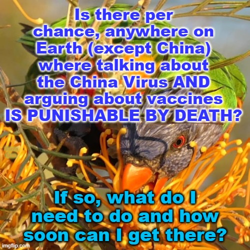 China Virus / Covid Free Zone | Is there per chance, anywhere on Earth (except China) where talking about the China Virus AND arguing about vaccines IS PUNISHABLE BY DEATH? Yarra Man; If so, what do I need to do and how soon can I get there? | image tagged in china virus / covid talk free zone,death,pandemic | made w/ Imgflip meme maker
