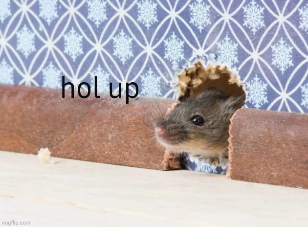 hol up mouse | image tagged in hol up mouse | made w/ Imgflip meme maker