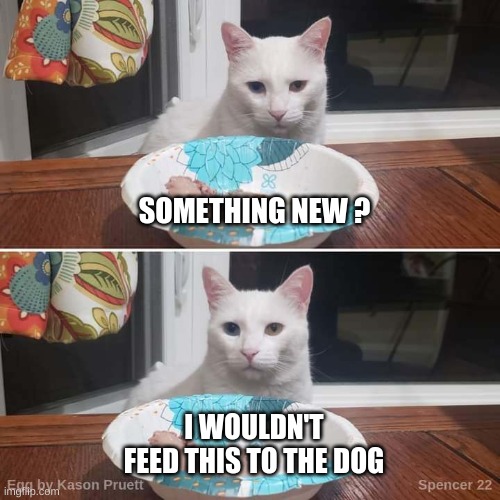 Yack Food | SOMETHING NEW ? I WOULDN'T FEED THIS TO THE DOG | image tagged in smudge the cat,food for thought,cat food,nasty food,disapproval,yuck | made w/ Imgflip meme maker