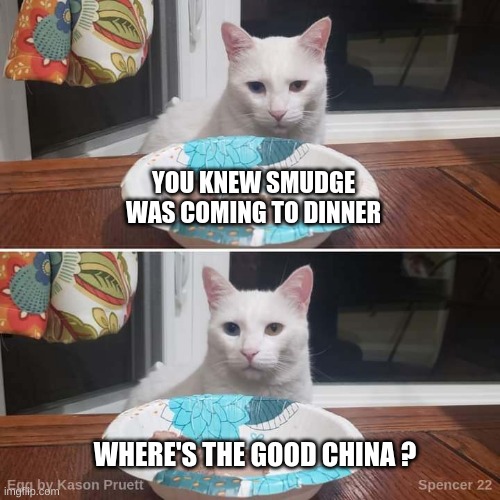 What is the meaning of this? | YOU KNEW SMUDGE WAS COMING TO DINNER; WHERE'S THE GOOD CHINA ? | image tagged in smudge,cat at dinner,one does not simply,disapproval,china,dinner | made w/ Imgflip meme maker