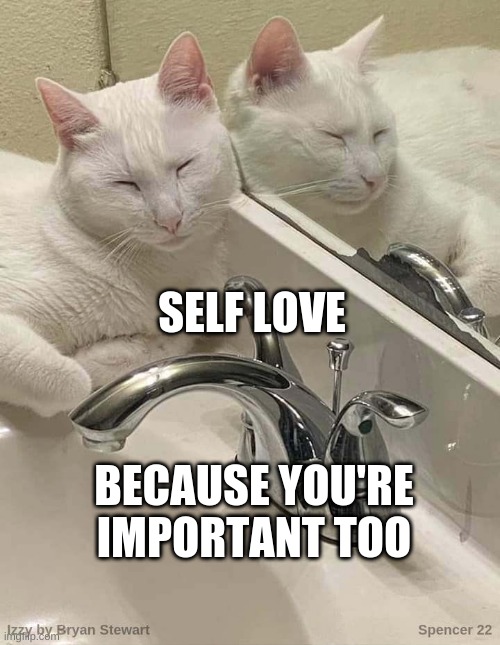 SELF LOVE; BECAUSE YOU'RE IMPORTANT TOO | image tagged in cat,self esteem,love wins,i love cats,love yourself,i love you this much | made w/ Imgflip meme maker