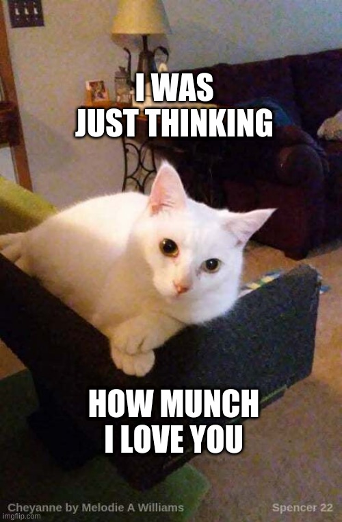 I WAS JUST THINKING; HOW MUNCH I LOVE YOU | image tagged in cat,i love you,hello kitty,munchies,smudge the cat | made w/ Imgflip meme maker