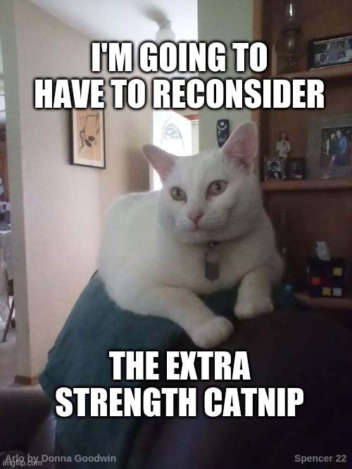I'M GOING TO HAVE TO RECONSIDER; THE EXTRA STRENGTH CATNIP | image tagged in cat,catnip,change my mind,ill just wait here,much wow | made w/ Imgflip meme maker
