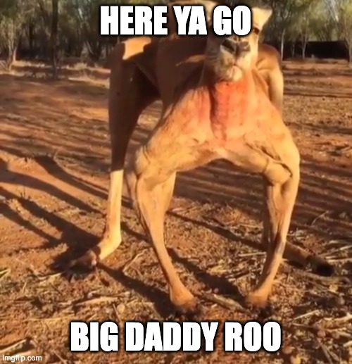 haha funny meme | HERE YA GO BIG DADDY ROO | image tagged in haha funny meme | made w/ Imgflip meme maker