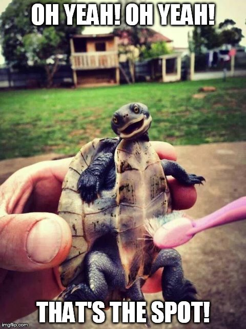 OH YEAH! OH YEAH! THAT'S THE SPOT! | image tagged in cute,turtle,animals | made w/ Imgflip meme maker