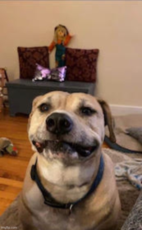 Buster's gotta smile! | image tagged in buster's gotta smile | made w/ Imgflip meme maker