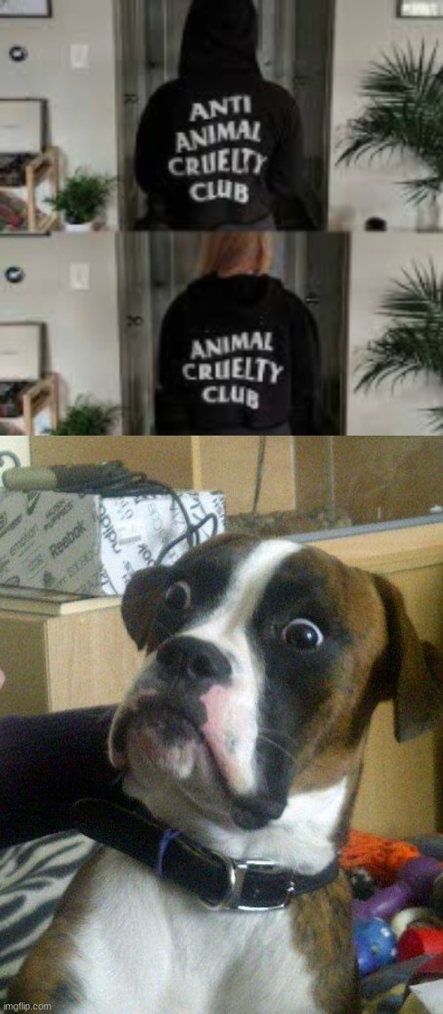 Anti-Animal Cruelty Club | Animal Cruelty Club | image tagged in blankie the shocked dog | made w/ Imgflip meme maker