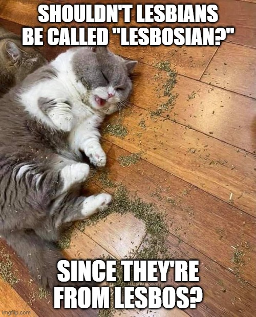 hmmmmmmmmmmmmmmmmmmm | SHOULDN'T LESBIANS BE CALLED "LESBOSIAN?"; SINCE THEY'RE FROM LESBOS? | image tagged in high cat,lesbox,island,greek,i bet cats are popular there,bow chika bow wow | made w/ Imgflip meme maker