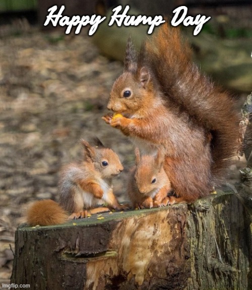 SQUIRRELS | Happy Hump Day | image tagged in squirrels | made w/ Imgflip meme maker