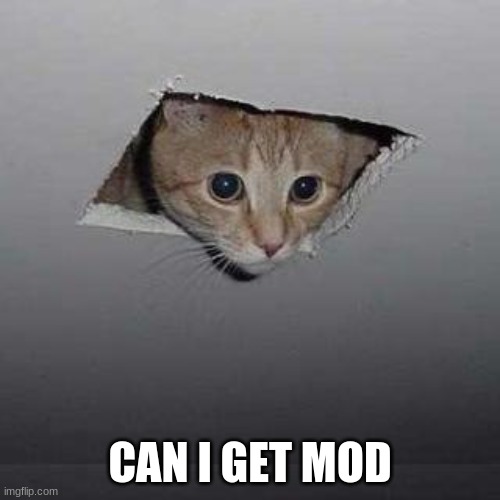 E | CAN I GET MOD | image tagged in memes,ceiling cat | made w/ Imgflip meme maker