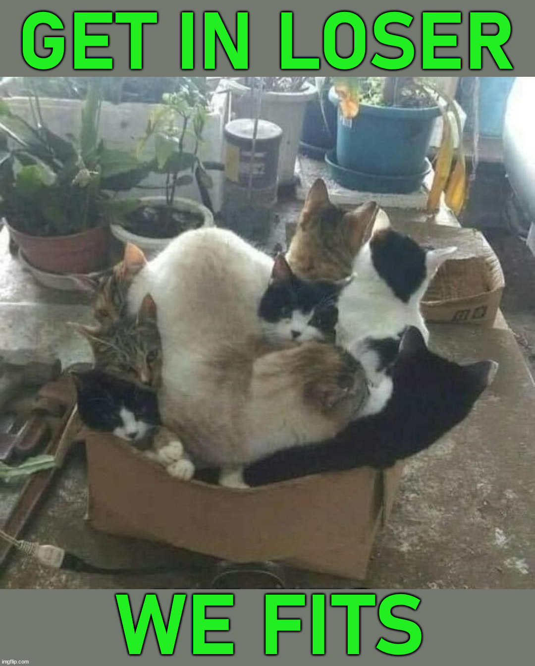 GET IN LOSER; WE FITS | image tagged in cats | made w/ Imgflip meme maker