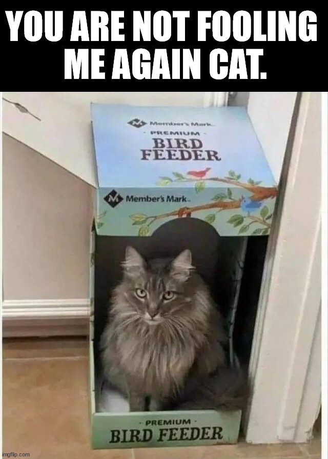 YOU ARE NOT FOOLING 
ME AGAIN CAT. | image tagged in cats | made w/ Imgflip meme maker