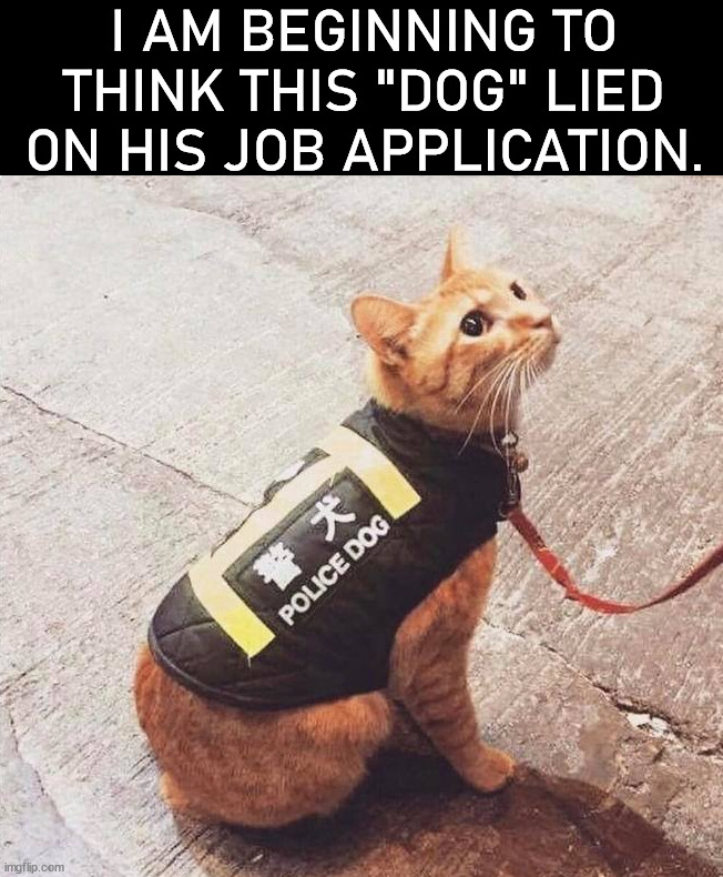 I AM BEGINNING TO THINK THIS "DOG" LIED ON HIS JOB APPLICATION. | image tagged in cats | made w/ Imgflip meme maker