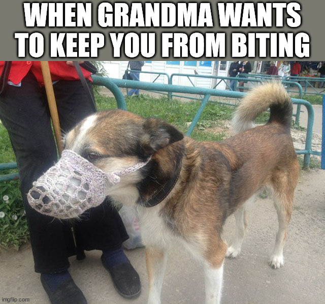 WHEN GRANDMA WANTS TO KEEP YOU FROM BITING | image tagged in dogs | made w/ Imgflip meme maker
