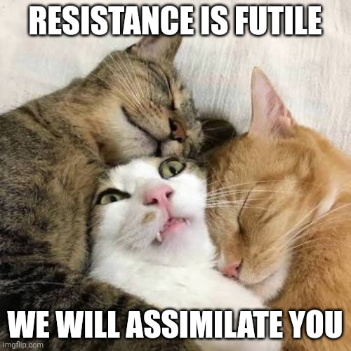 We love you | RESISTANCE IS FUTILE; WE WILL ASSIMILATE YOU | image tagged in cuddling cats,star trek,cuddling,love | made w/ Imgflip meme maker