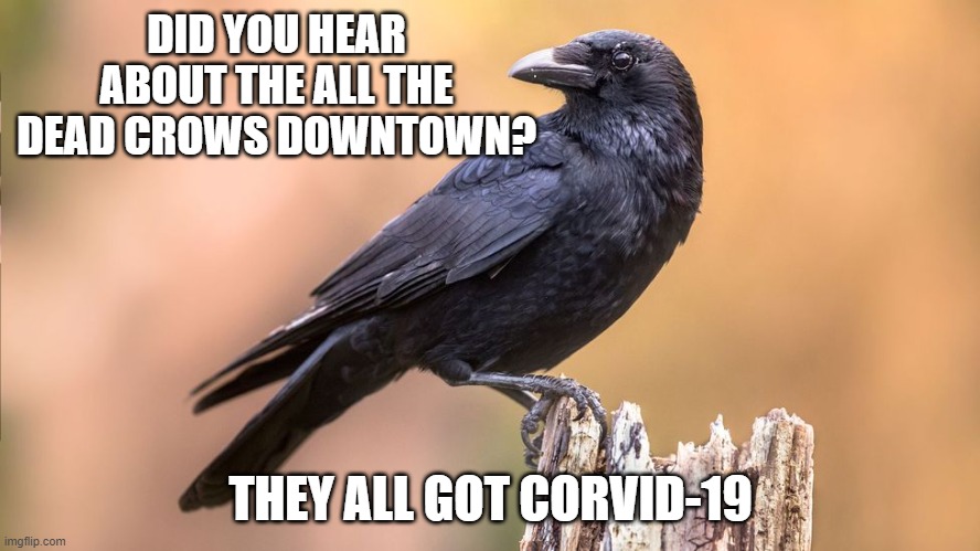Dead crows |  DID YOU HEAR ABOUT THE ALL THE DEAD CROWS DOWNTOWN? THEY ALL GOT CORVID-19 | image tagged in crow,birb,bird,covid-19 | made w/ Imgflip meme maker
