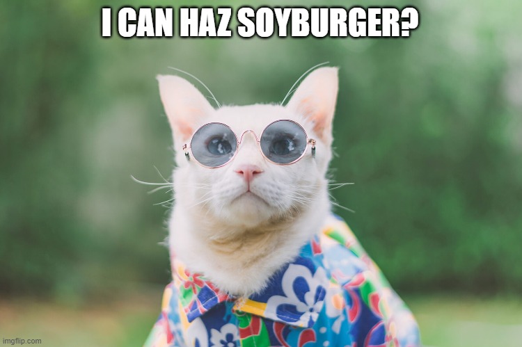 Hippie cat | I CAN HAZ SOYBURGER? | image tagged in cats,soy burger,i can has cheezburger cat | made w/ Imgflip meme maker