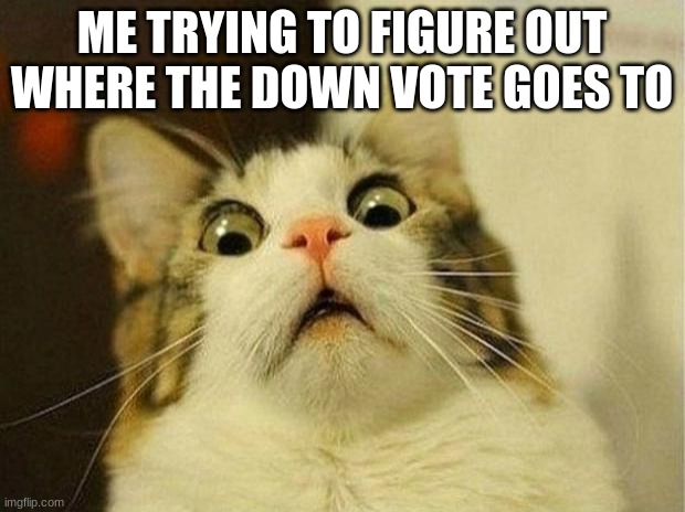 Scared Cat | ME TRYING TO FIGURE OUT WHERE THE DOWN VOTE GOES TO | image tagged in memes,scared cat | made w/ Imgflip meme maker