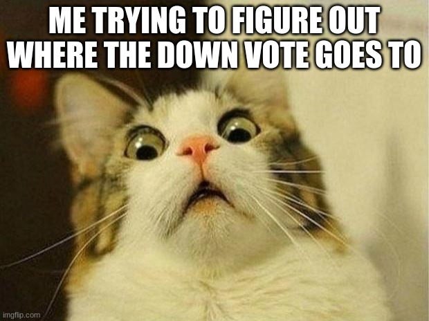 Scared Cat Meme | ME TRYING TO FIGURE OUT WHERE THE DOWN VOTE GOES TO | image tagged in memes,scared cat | made w/ Imgflip meme maker