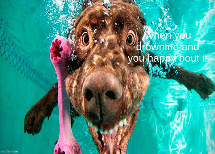 Dogs | When you drowning and you happy bout it | image tagged in raydog | made w/ Imgflip meme maker