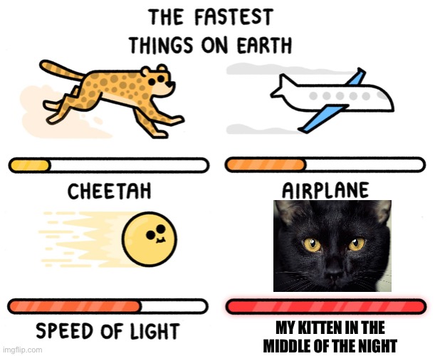 My cat is CRAZY!!! (Also, not a pic of my cat.) | MY KITTEN IN THE MIDDLE OF THE NIGHT | image tagged in fastest thing on earth | made w/ Imgflip meme maker