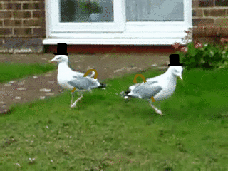 classy birds | image tagged in gifs | made w/ Imgflip images-to-gif maker