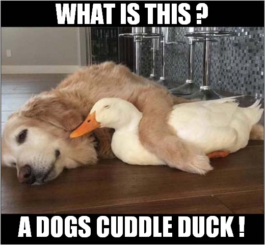 A Happy Couple ! | WHAT IS THIS ? A DOGS CUDDLE DUCK ! | image tagged in dogs,cuddle,duck | made w/ Imgflip meme maker
