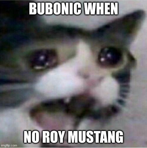 crying cat | BUBONIC WHEN; NO ROY MUSTANG | image tagged in crying cat | made w/ Imgflip meme maker