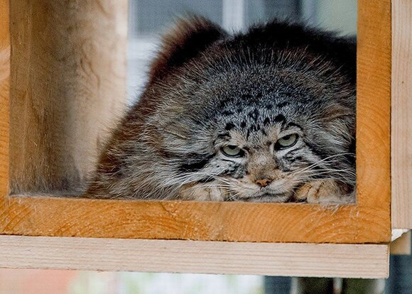 manul tired Blank Meme Template