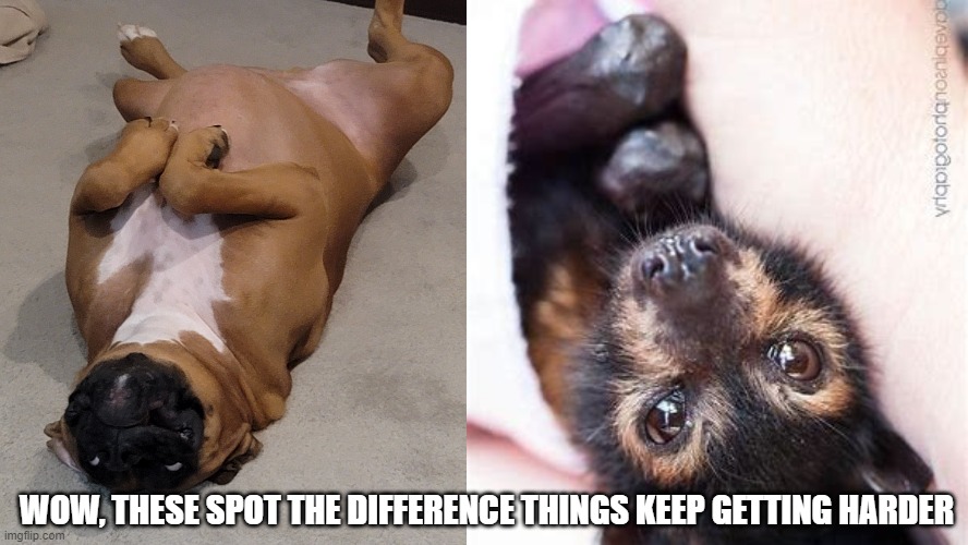 Meme1 |  WOW, THESE SPOT THE DIFFERENCE THINGS KEEP GETTING HARDER | image tagged in puppy | made w/ Imgflip meme maker
