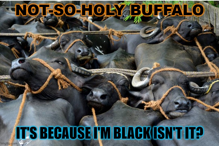 NOT-SO-HOLY BUFFALO; IT'S BECAUSE I'M BLACK ISN'T IT? | NOT-SO-HOLY BUFFALO; IT'S BECAUSE I'M BLACK ISN'T IT? | image tagged in the not-so-holy buffalo | made w/ Imgflip meme maker