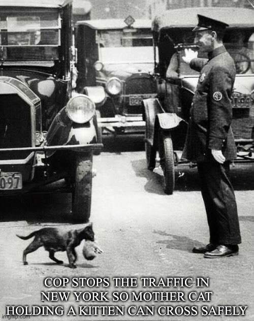 What a nice cop! |  COP STOPS THE TRAFFIC IN NEW YORK SO MOTHER CAT HOLDING A KITTEN CAN CROSS SAFELY | image tagged in lovely,wholesome,cop | made w/ Imgflip meme maker