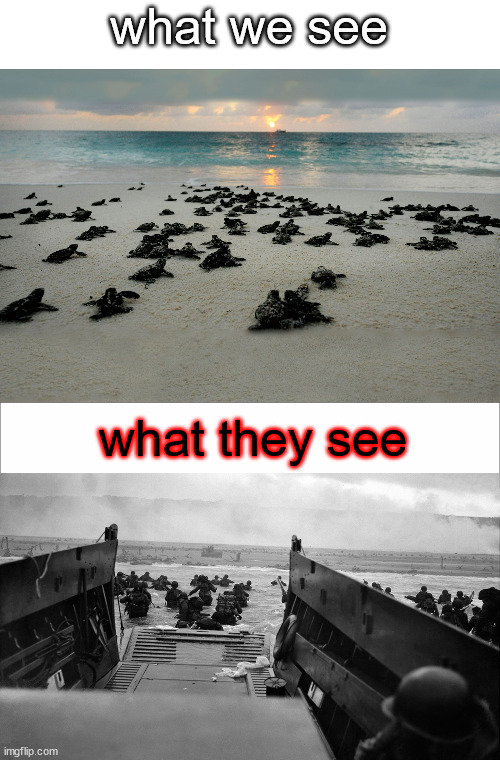 DON'T LOOK BACK RUN |  what we see; what they see | image tagged in memes,turtles,d day | made w/ Imgflip meme maker